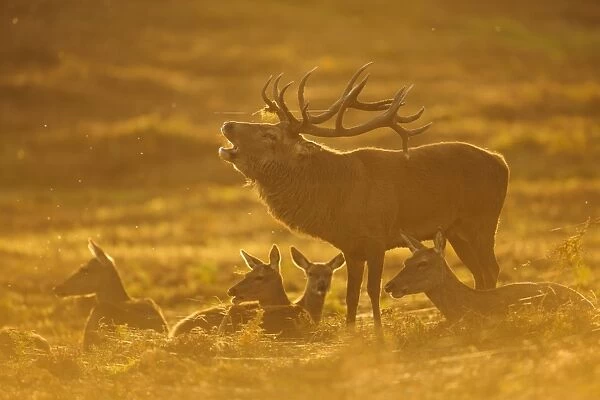 Red Deer (Cervus elaphus) mature stag, roaring, standing amongst hinds, backlit at dusk, during rutting season