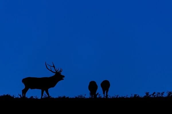 Red Deer (Cervus elaphus) mature stag, roaring, with two hinds, silhouetted at twilight, during rutting season