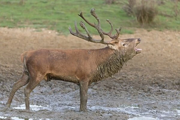 Red Deer (Cervus elaphus) mature stag, roaring, with mud covered body and antlers