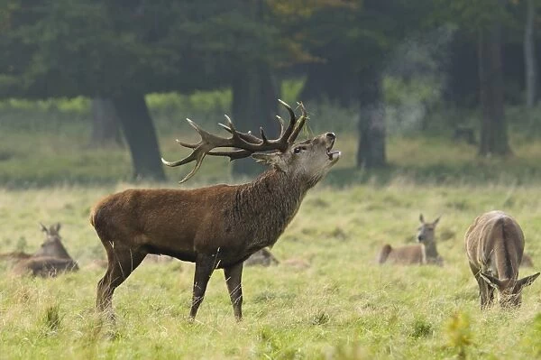 Red Deer (Cervus elaphus) mature stag, roaring, with hinds resting in background, during rutting season