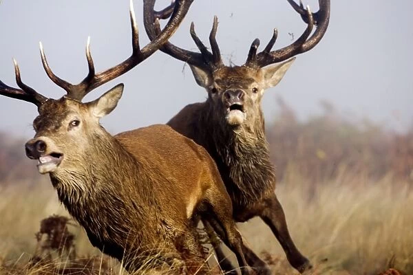 Red Deer (Cervus elaphus) two mature stags, dominant stag chasing rival after fighting during rutting season