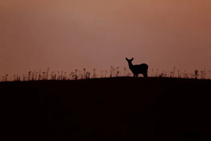 Framed Print : Red Deer (Cervus elaphus) four month old calf, silhouetted st sunset, Minsmere RSPB Reserve, Suffolk, England, october Framed Print : Red Deer (Cervus elaphus) four month old calf, silhouetted st sunset, Minsmere RSPB Reserve, Suffolk, England, october