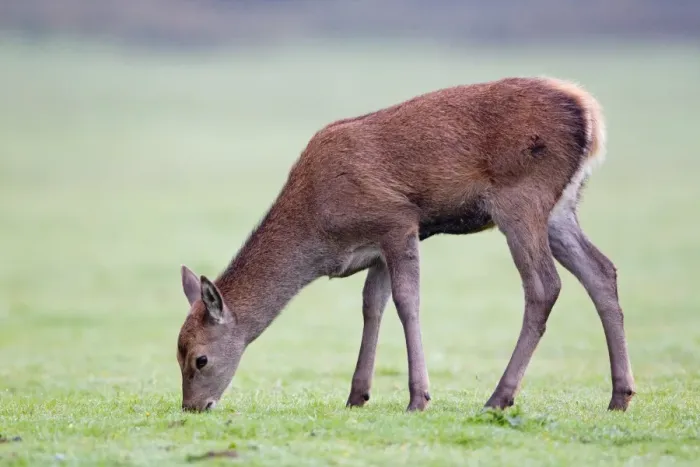 Framed Print : Red Deer (Cervus elaphus) four month old calf, grazing, Minsmere RSPB Reserve, Suffolk, England, october Framed Print : Red Deer (Cervus elaphus) four month old calf, grazing, Minsmere RSPB Reserve, Suffolk, England, october