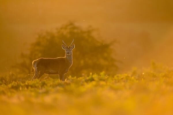 Red Deer (Cervus elaphus) Pricket immature stag, backlit at dusk, during rutting season, Bradgate Park, Leicestershire