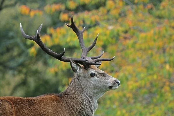 Red Deer (Cervus elaphus) Royal stag, close-up of head, Alladale Estate, Glen Alladale, Sutherland, Highlands