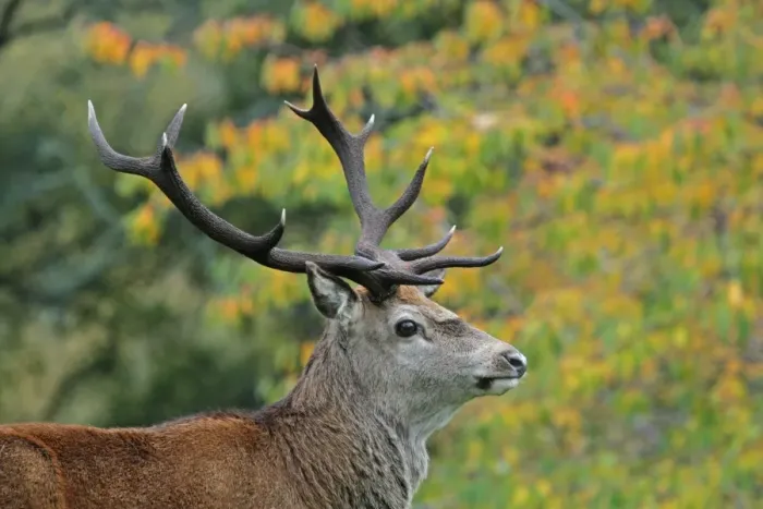Framed Print : Red Deer (Cervus elaphus) Royal stag, close-up of head, Alladale Estate, Glen Alladale, Sutherland, Highlands Framed Print : Red Deer (Cervus elaphus) Royal stag, close-up of head, Alladale Estate, Glen Alladale, Sutherland, Highlands