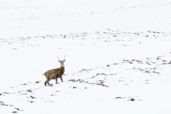 Framed Print : Red Deer (Cervus elaphus) stag, standing on snow covered mountainside during snowfall, Glen Clunie, Cairngorms N. P Framed Print : Red Deer (Cervus elaphus) stag, standing on snow covered mountainside during snowfall, Glen Clunie, Cairngorms N. P