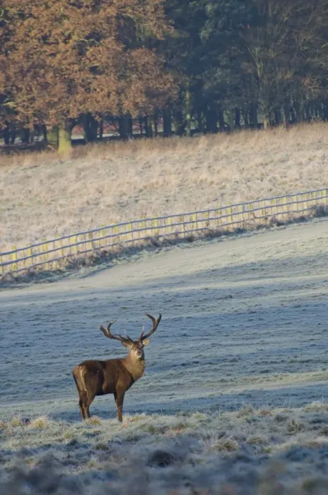 Framed Print : Red Deer (Cervus elaphus) stag, standing in frost covered parkland habitat at dawn, Wollaton Park, Nottingham Framed Print : Red Deer (Cervus elaphus) stag, standing in frost covered parkland habitat at dawn, Wollaton Park, Nottingham