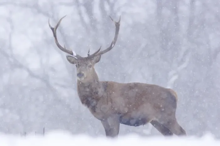 Framed Print : Red Deer (Cervus elaphus) stag, standing in snow during snowfall, Yorkshire, England, december Framed Print : Red Deer (Cervus elaphus) stag, standing in snow during snowfall, Yorkshire, England, december