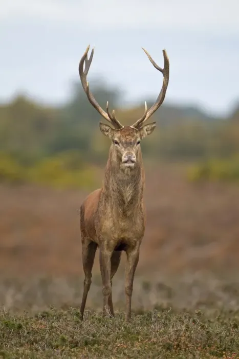 Framed Print : Red Deer (Cervus elaphus) stag, stretching after sleeping, standing on heathland during rutting season, Minsmere RSPB Reserve, Suffolk, England, october