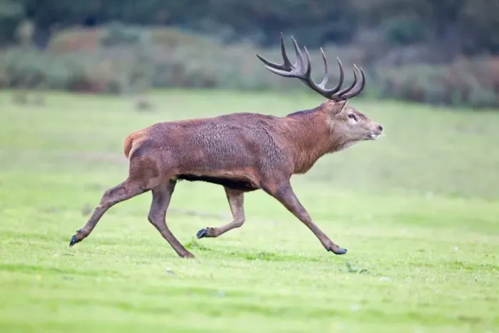 Framed Print : Red Deer (Cervus elaphus) stag, running, during rutting season, Minsmere RSPB Reserve, Suffolk, England, october Framed Print : Red Deer (Cervus elaphus) stag, running, during rutting season, Minsmere RSPB Reserve, Suffolk, England, october