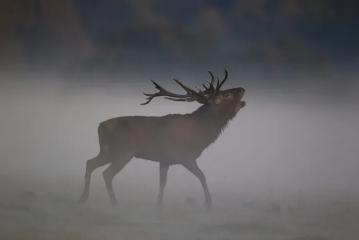 Framed Print : Red Deer (Cervus elaphus) stag, roaring in mist during rutting season, Helmingham Hall Deer Park, Suffolk, England, october Framed Print : Red Deer (Cervus elaphus) stag, roaring in mist during rutting season, Helmingham Hall Deer Park, Suffolk, England, october