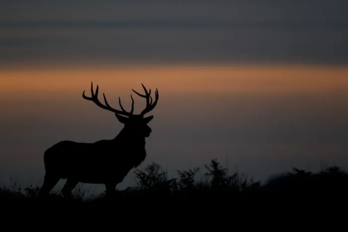 Framed Print : Red Deer (Cervus elaphus) stag, silhouetted at sunset, during rutting season, Bradgate Park, Leicestershire, England, november Framed Print : Red Deer (Cervus elaphus) stag, silhouetted at sunset, during rutting season, Bradgate Park, Leicestershire, England, november