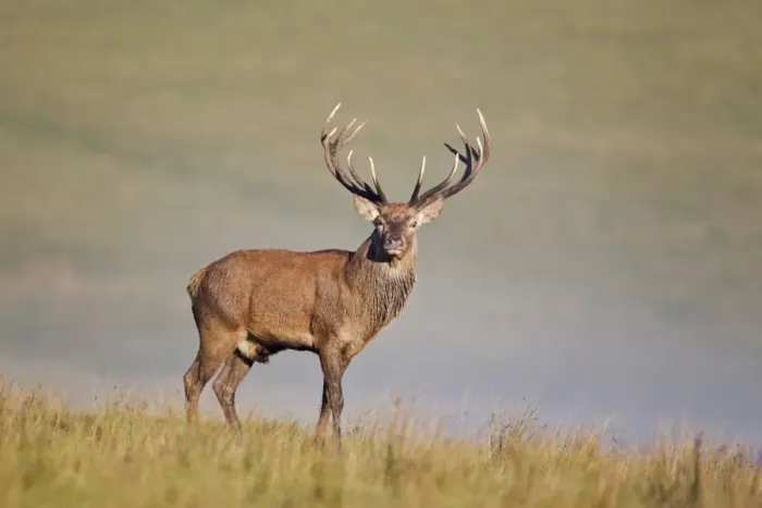 Framed Print : Red Deer (Cervus elaphus) stag, standing on misty dawn during rutting season, Minsmere RSPB Reserve, Suffolk, England, october Framed Print : Red Deer (Cervus elaphus) stag, standing on misty dawn during rutting season, Minsmere RSPB Reserve, Suffolk, England, october