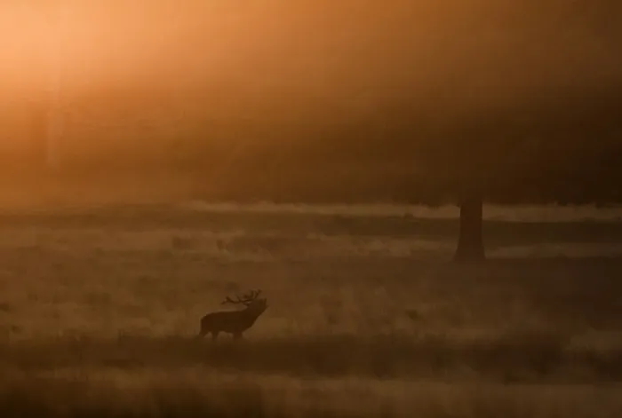 Framed Print : Red Deer (Cervus elaphus) stag, roaring, standing in parkland habitat at sunset during rut, Richmond Park, London, England, october