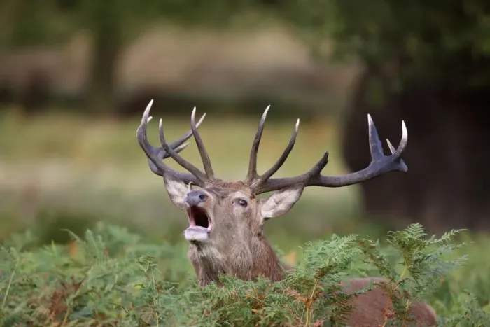 Framed Print : Red Deer (Cervus elaphus) stag, with broken antler, roaring amongst bracken during rut, Richmond Park, London, England, october