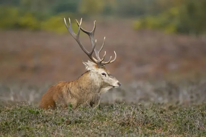 Framed Print : Red Deer (Cervus elaphus) stag, resting on heathland during rutting season, Minsmere RSPB Reserve, Suffolk, England, october Framed Print : Red Deer (Cervus elaphus) stag, resting on heathland during rutting season, Minsmere RSPB Reserve, Suffolk, England, october