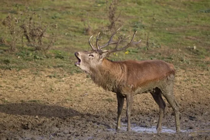 Framed Print : Red Deer (Cervus elaphus) stag, roaring, standing in wallow, during rutting season, Minsmere RSPB Reserve, Suffolk Framed Print : Red Deer (Cervus elaphus) stag, roaring, standing in wallow, during rutting season, Minsmere RSPB Reserve, Suffolk