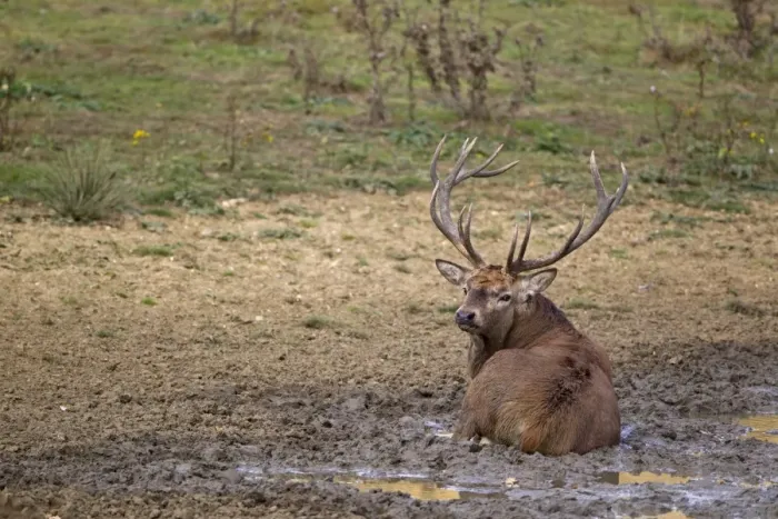 Framed Print : Red Deer (Cervus elaphus) stag, wallowing in mud, during rutting season, Minsmere RSPB Reserve, Suffolk, England