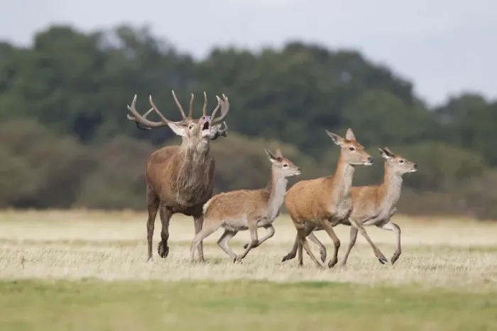 Framed Print : Red Deer (Cervus elaphus) stag, roaring, chasing hind and two calves, Minsmere RSPB Reserve, Suffolk, England, October Framed Print : Red Deer (Cervus elaphus) stag, roaring, chasing hind and two calves, Minsmere RSPB Reserve, Suffolk, England, October