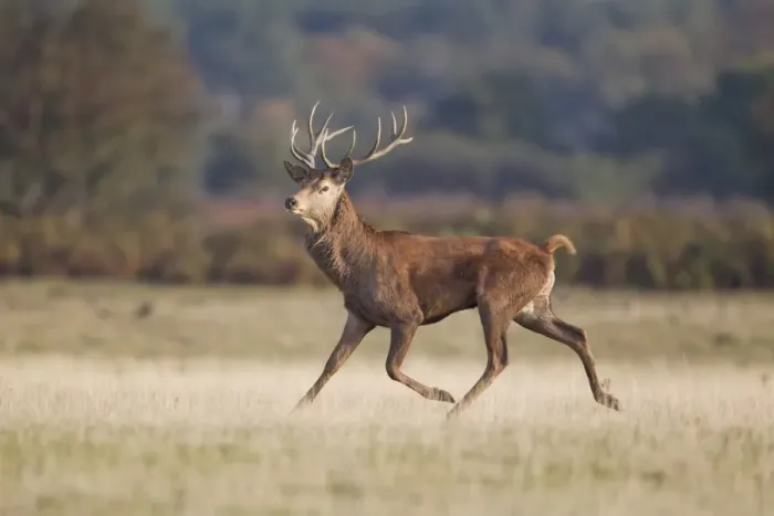 Framed Print : Red Deer (Cervus elaphus) stag, running in grassland, during rutting season, Minsmere RSPB Reserve, Suffolk, England