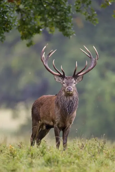 Framed Print : Red Deer (Cervus elaphus) stag, standing in parkland during rainfall, during rutting season, Suffolk, England, October Framed Print : Red Deer (Cervus elaphus) stag, standing in parkland during rainfall, during rutting season, Suffolk, England, October