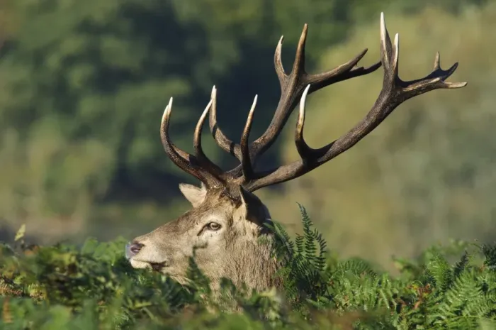 Framed Print : Red Deer (Cervus elaphus) stag, close-up of head, standing in bracken, Richmond Park, London, England, October