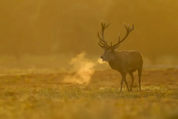 Framed Print : Red Deer (Cervus elaphus) stag, roaring during rutting season, with breath condensing at dawn, Bradgate Park Framed Print : Red Deer (Cervus elaphus) stag, roaring during rutting season, with breath condensing at dawn, Bradgate Park