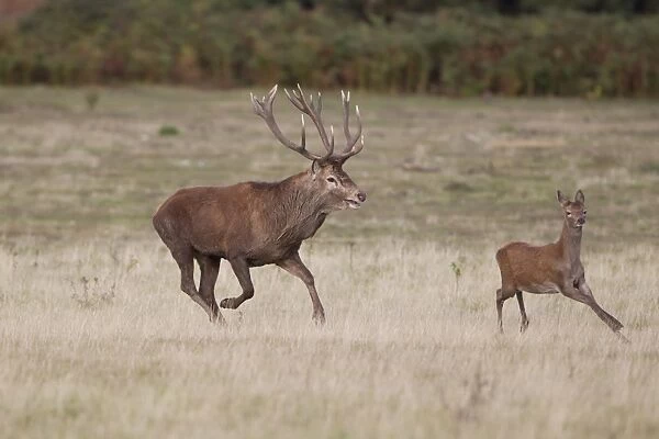 Red Deer (Cervus elaphus) stag chasing calf, running on grass in field, during rutting season, Minsmere RSPB Reserve