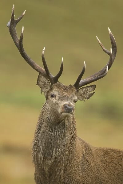 Red Deer (Cervus elaphus) stag, close-up of head and antlers, during rutting season, Bradgate Park, Leicestershire
