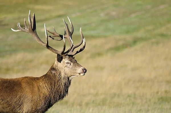 Red Deer (Cervus elaphus) stag, close-up of head and shoulder, standing in open grassland, Richmond Park, London