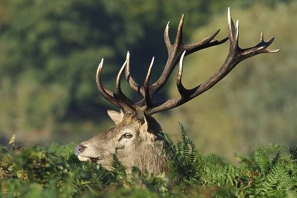 Red Deer (Cervus elaphus) stag, close-up of head, standing in bracken, Richmond Park, London, England, October