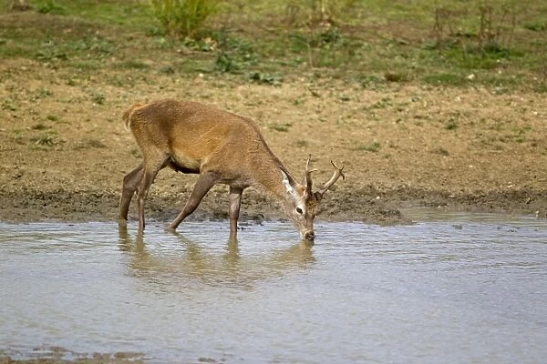 Red Deer (Cervus elaphus) stag, drinking, during rutting season, Minsmere RSPB Reserve, Suffolk, England, october
