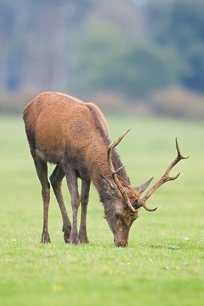 Red Deer (Cervus elaphus) stag, grazing, during rutting season, Minsmere RSPB Reserve, Suffolk, England, october