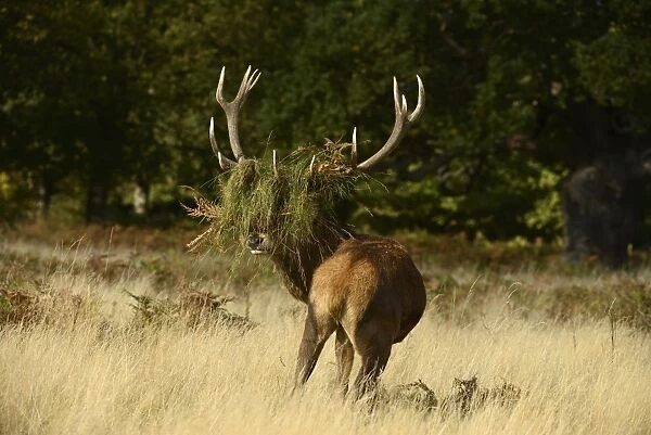 Red Deer (Cervus elaphus) stag, with head covered in grass and bracken, after thrashing during rut, Richmond Park