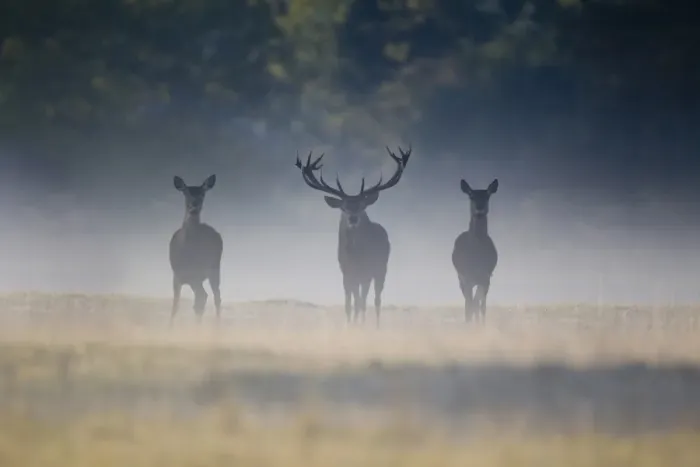 Framed Print : Red Deer (Cervus elaphus) stag and hinds, standing in mist at dawn during rutting season, Helmingham Hall Deer Park, Suffolk, England, october
