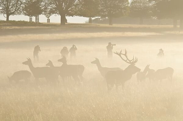 Red Deer (Cervus elaphus) stag and hinds, herd surrounded by photographers, silhouetted in mist at sunrise