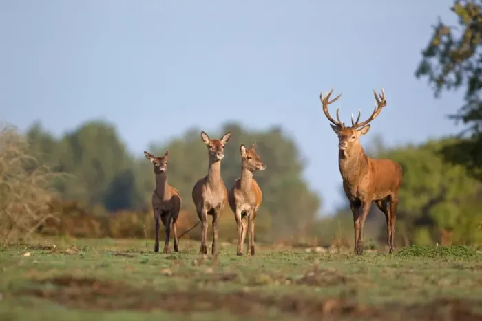 Framed Print : Red Deer (Cervus elaphus) stag with two hinds and calf, standing, during rutting season, Minsmere RSPB Reserve, Suffolk, England, october