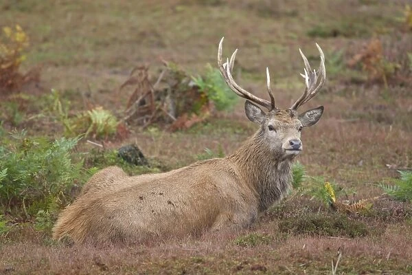 Red Deer (Cervus elaphus) stag, laying on heathland, during rutting season, Minsmere RSPB Reserve, Suffolk, England