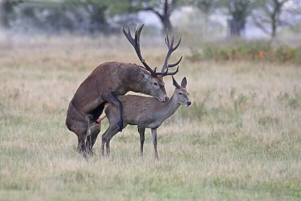 Red Deer (Cervus elaphus) stag mounting hind, mating, during rutting season, England, october