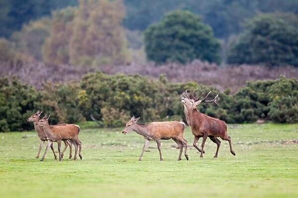 Red Deer (Cervus elaphus) stag, raising head to control direction of hind, during rutting season, Minsmere RSPB Reserve, Suffolk, England, october