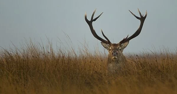 Red Deer (Cervus elaphus) stag, resting amongst rushes on moorland, during rutting season, Derbyshire, England, October