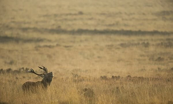 Red Deer (Cervus elaphus) stag, roaring, standing in moorland habitat at dawn, during rutting season, Derbyshire