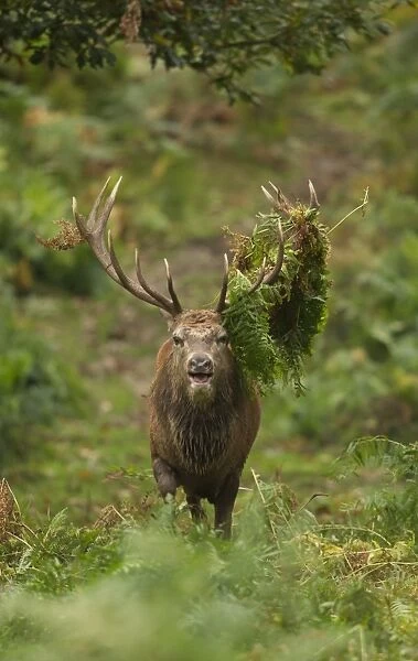 Red Deer (Cervus elaphus) stag, roaring, with bracken on antlers, during rutting season, Bradgate Park, Leicestershire