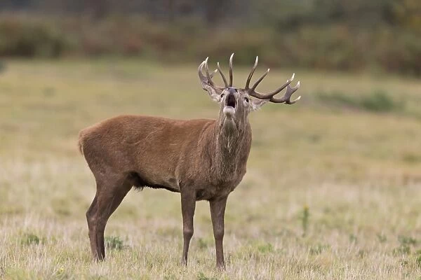 Red Deer (Cervus elaphus) stag, roaring, standing on grass, during rutting season, Minsmere RSPB Reserve, Suffolk