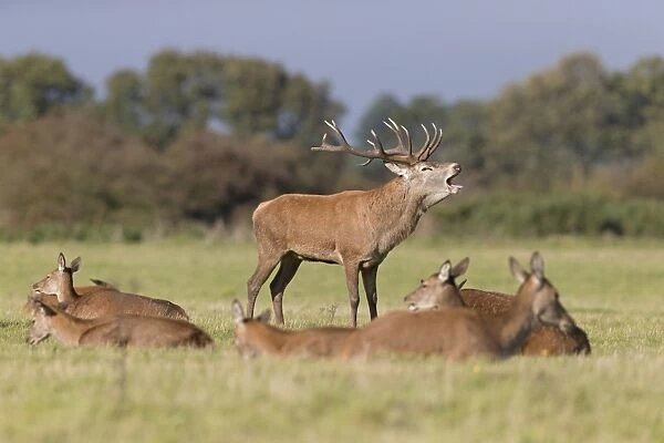 Red Deer (Cervus elaphus) stag, roaring, with hinds resting in foreground, during rutting season