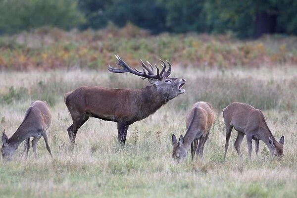 Red Deer (Cervus elaphus) stag, roaring, with hinds grazing, during rutting season, England, october