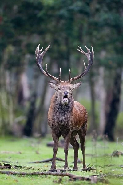Red Deer (Cervus elaphus) stag, roaring, standing in woodland clearing, during rutting season, Minsmere RSPB Reserve, Suffolk, England, october