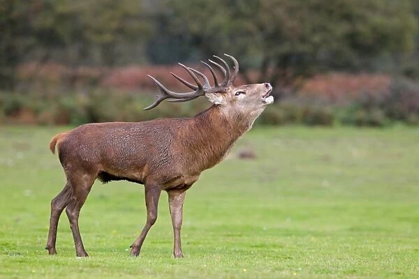 Red Deer (Cervus elaphus) stag, roaring, during rutting season, Minsmere RSPB Reserve, Suffolk, England, october