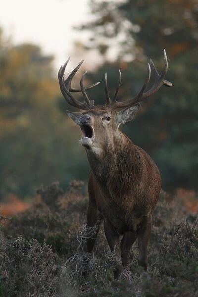 Red Deer (Cervus elaphus) stag, roaring, standing amongst heather during rutting season, Suffolk, England, november